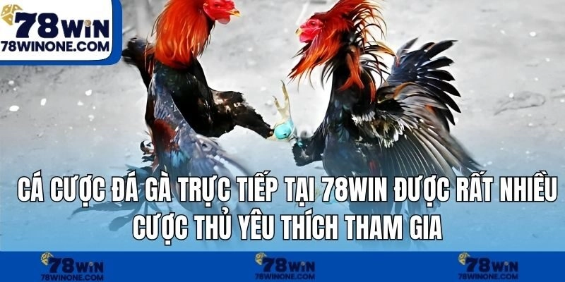 Cá cược đá gà trực tiếp tại 78WIN được rất nhiều cược thủ yêu thích tham gia